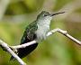Hummingbird Garden Photo: Gray-Breasted Sabrewing